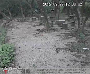 D1效果-樹(shù)林白天/夜間視頻監(jiān)控效果錄像演示